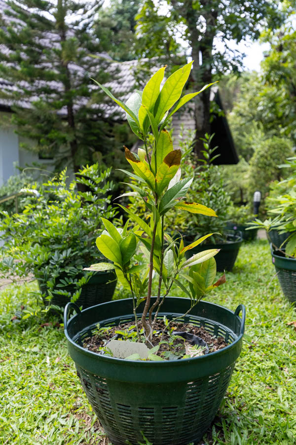 Thai Medicinal Herb Garden Plant Index | Kamala Beach Estate 15 Rauvolfia serpentina – Indian Snakeroot (ระย่อม), Thai medicinal plant with glossy green leaves and smooth stems.