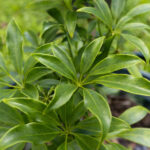 029 Rauvolfia serpentina – Indian Snakeroot 1 Rauvolfia serpentina-3