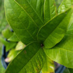 Rauvolfia serpentina-3