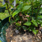Ruellia tuberosa