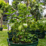 Ruellia tuberosa – Minnieroot (ต้อยติ่ง), Thai medicinal plant with violet-blue flowers used for fever and urinary tract remedies.