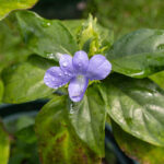 Ruellia tuberosa-3