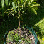 052 Sandoricum koetjape – Santol (กระท้อน) 3 Sandoricum koetjape