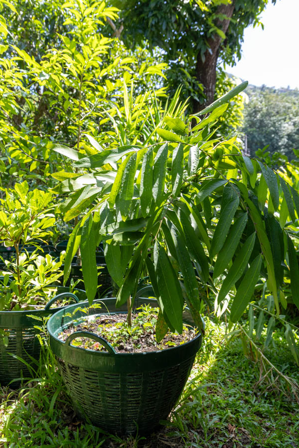 052 Sandoricum koetjape – Santol (กระท้อน) 17 Sandoricum koetjape – Santol (กระท้อน), Thai medicinal fruit tree with large compound leaves and round edible fruits.