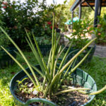 Sansevieria cylindrica – African Spear (ลิ้นมังกรทรงกระบอก), upright cylindrical leaves of a Thai air-purifying succulent.
