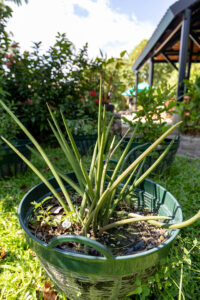 Mads D 5 Sansevieria cylindrica â African Spear (āļĨāļīāđāļāļĄāļąāļāļāļĢāļāļĢāļāļāļĢāļ°āļāļāļ), upright cylindrical leaves of a Thai air-purifying succulent.