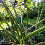 Sansevieria cylindrica-3