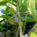 071 Senna alata – Candle Bush (ชุมเห็ดเทศ / Chum Hed Thet) 3 Senna alata