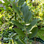 071 Senna alata – Candle Bush (ชุมเห็ดเทศ / Chum Hed Thet) 2 Senna alata – Candle Bush (ชุมเห็ดเทศ), upright Thai medicinal shrub with ribbed stems and broad green leaves.