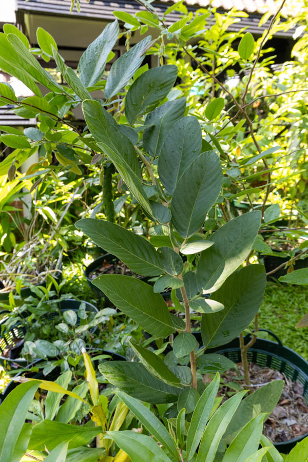 071 Senna alata – Candle Bush (ชุมเห็ดเทศ / Chum Hed Thet) 25 Senna alata – Candle Bush (ชุมเห็ดเทศ), upright Thai medicinal shrub with ribbed stems and broad green leaves.