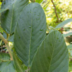 071 Senna alata – Candle Bush (ชุมเห็ดเทศ / Chum Hed Thet) 1 Senna alata-3