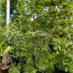 049 Senna siamea – Siamese Cassia (ขี้เหล็ก) 1 Senna-siamea-2-1
