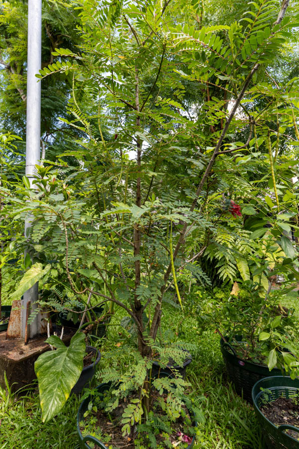 049 Senna siamea – Siamese Cassia (ขี้เหล็ก) 29 Senna siamea – Siamese Cassia (ขี้เหล็ก), Thai medicinal tree with pinnate leaves and slender seed pods.