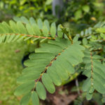 049 Senna siamea – Siamese Cassia (ขี้เหล็ก) 3 Senna-siamea-3-1