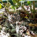 Strobilanthes crispa