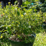 Strobilanthes crispa – Saled Phangphon Tua Phu (Black Face General), Thai medicinal shrub with glossy veined leaves and small yellow tubular flowers.