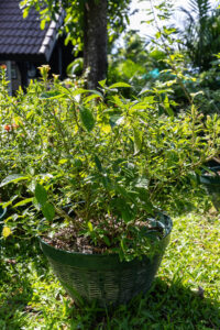 Mads D 6 Strobilanthes crispa â Saled Phangphon Tua Phu (Black Face General), Thai medicinal shrub with glossy veined leaves and small yellow tubular flowers.