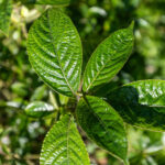 Strobilanthes crispa-3