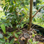 Syzygium antisepticum_