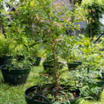 Syzygium antisepticum (จันผา / Wild Cinnamon), Thai medicinal shrub with glossy green leaves and reddish new shoots.