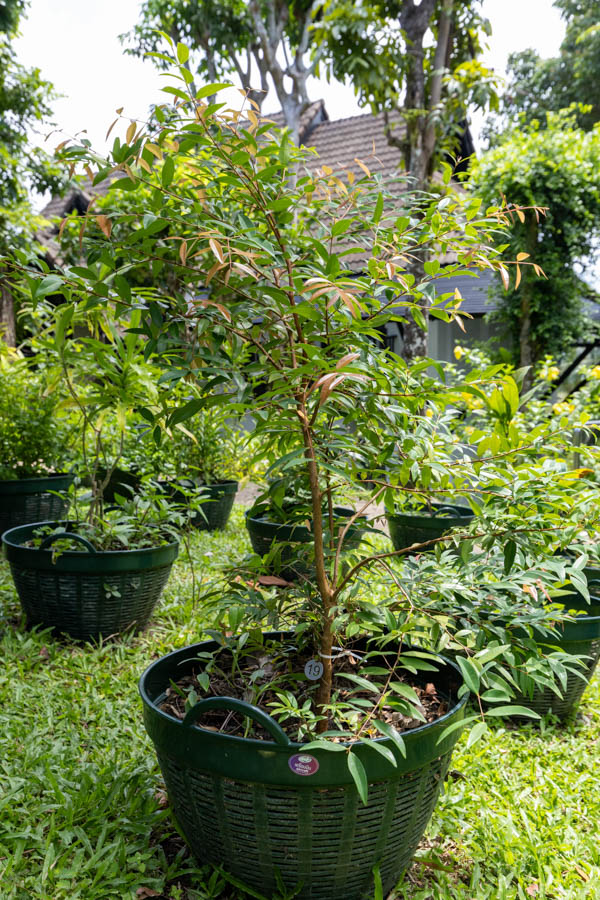 Thai Medicinal Herb Garden Plant Index | Kamala Beach Estate 19 Syzygium antisepticum (จันผา / Wild Cinnamon), Thai medicinal shrub with glossy green leaves and reddish new shoots.