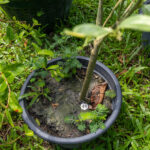 048 Murraya paniculata ‘Variegata (แก้วขาว) 3 Syzygium aromaticum