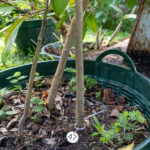 047 Syzygium aromaticum – Clove Tree (กานพลู) 2 Syzygium aromaticum