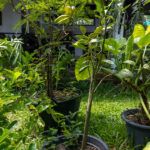 048 Murraya paniculata ‘Variegata (แก้วขาว) 2 Murraya paniculata ‘Variegata’ – Variegated Orange Jasmine (แก้วขาว), Thai medicinal aromatic shrub with variegated green-and-cream leaves.