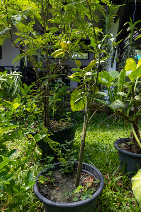 048 Murraya paniculata ‘Variegata (แก้วขาว) 33 Murraya paniculata ‘Variegata’ – Variegated Orange Jasmine (แก้วขาว), Thai medicinal aromatic shrub with variegated green-and-cream leaves.
