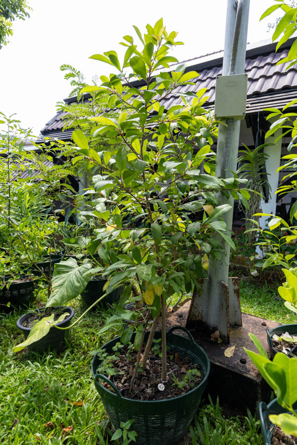 047 Syzygium aromaticum – Clove Tree (กานพลู) 37 Syzygium aromaticum – Clove Tree (กานพลู), Thai aromatic tree with glossy leaves used for its dried flower buds.