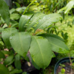 047 Syzygium aromaticum – Clove Tree (กานพลู) 1 Syzygium aromaticum-3
