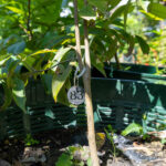 083 Syzygium malaccense – Malay Apple (ชมพู่มะลิ / Chomphu Mali) 3 Syzygium malaccense