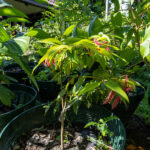 083 Syzygium malaccense – Malay Apple (ชมพู่มะลิ / Chomphu Mali) 2 Syzygium malaccense – Malay Apple (ชมพู่มะลิ), Thai medicinal tree with glossy leaves and pink shoots, cultivated for its cooling, antioxidant fruit.