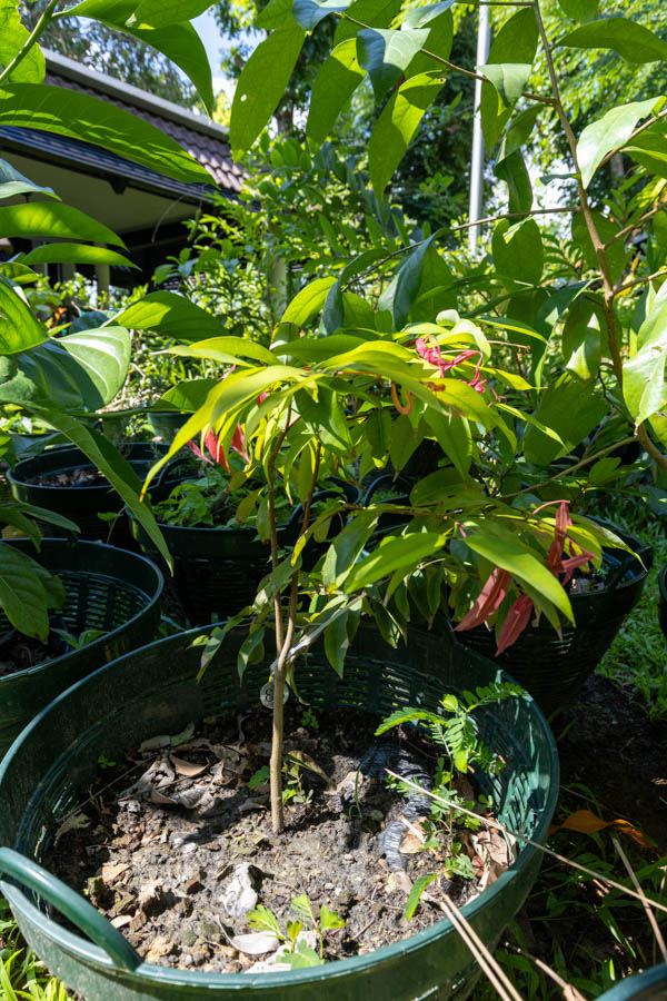 083 Syzygium malaccense – Malay Apple (ชมพู่มะลิ / Chomphu Mali) 17 Syzygium malaccense – Malay Apple (ชมพู่มะลิ), Thai medicinal tree with glossy leaves and pink shoots, cultivated for its cooling, antioxidant fruit.