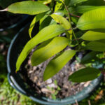 083 Syzygium malaccense – Malay Apple (ชมพู่มะลิ / Chomphu Mali) 1 Syzygium malaccense-3