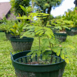 Tamarindus indica – Tamarind (มะขาม), young Thai medicinal tree with compound leaves and fine green leaflets.