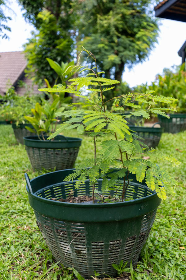 Thai Medicinal Herb Garden Plant Index | Kamala Beach Estate 6 Tamarindus indica – Tamarind (มะขาม), young Thai medicinal tree with compound leaves and fine green leaflets.