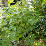 Thespesia populnea – Portia Tree (ปอทะเล), coastal Thai medicinal tree with broad heart-shaped green leaves.