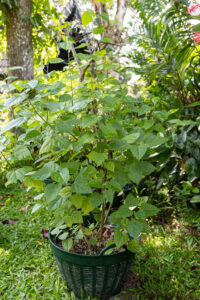 Mads D 2 Thespesia populnea â Portia Tree (āļāļāļāļ°āđāļĨ), coastal Thai medicinal tree with broad heart-shaped green leaves.
