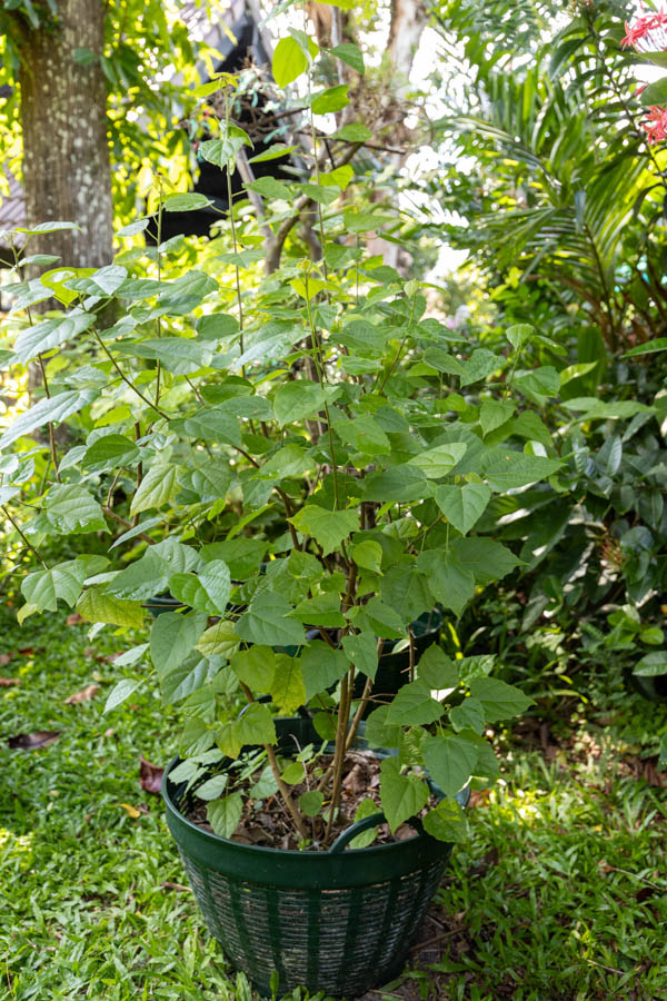Thespesia populnea – Portia Tree (ปอทะเล), coastal Thai medicinal tree with broad heart-shaped green leaves.