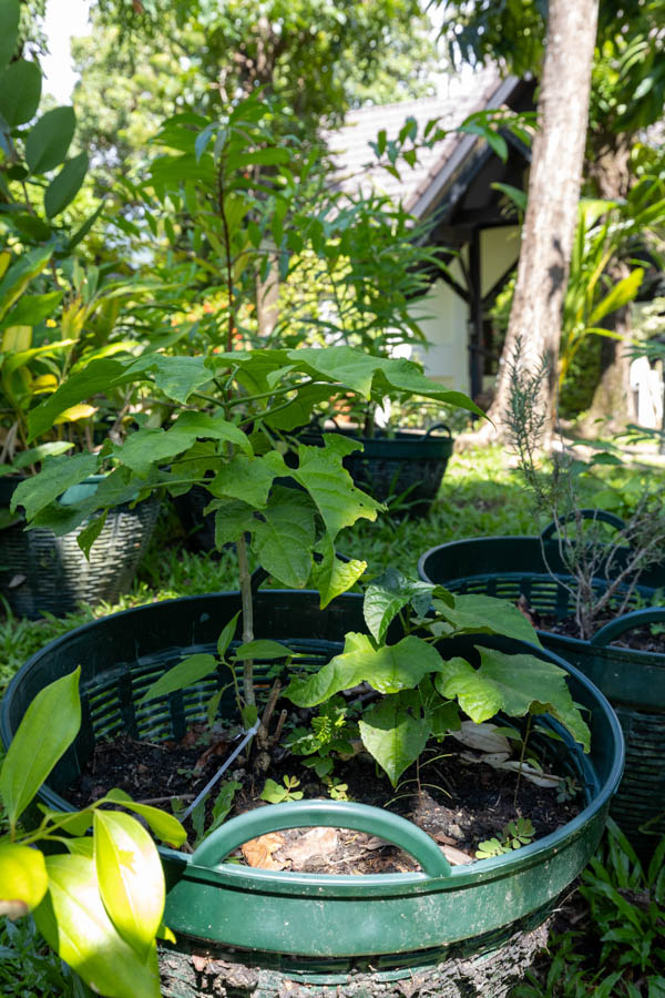 077 Thespesia populnea – Portia Tree (ปอทะเล / Por Thale) 1 Thespesia populnea – Portia Tree (ปอทะเล), young Thai coastal medicinal tree with broad heart-shaped green leaves.
