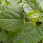 Thespesia populnea-3