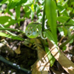 084 Tinospora crispa – Heart-Leaved Moonseed (บอระเพ็ด / Boraphet) 3 Tinospora crispa