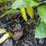 070 Tinospora crispa – Heart-Leaved Moonseed (บอระเพ็ด / Borapet) 3 Tinospora crispa