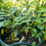 070 Tinospora crispa – Heart-Leaved Moonseed (บอระเพ็ด / Borapet) 2 Tinospora crispa – Heart-Leaved Moonseed (บอระเพ็ด), young vine with smooth green stems and glossy, heart-shaped leaves.