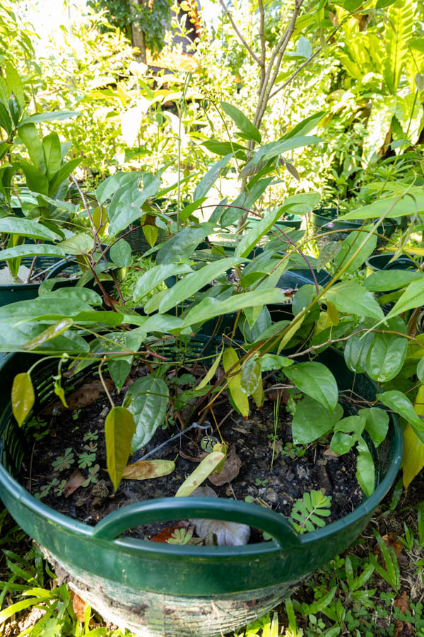 070 Tinospora crispa – Heart-Leaved Moonseed (บอระเพ็ด / Borapet) 29 Tinospora crispa – Heart-Leaved Moonseed (บอระเพ็ด), young vine with smooth green stems and glossy, heart-shaped leaves.