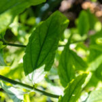 084 Tinospora crispa – Heart-Leaved Moonseed (บอระเพ็ด / Boraphet) 1 Tinospora crispa-3