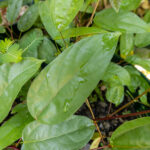 070 Tinospora crispa – Heart-Leaved Moonseed (บอระเพ็ด / Borapet) 1 Tinospora crispa-3