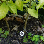 066 Wrightia arborea – Ivory Tree (โมกใหญ่ / Mok Yai) 3 Wrightia arborea