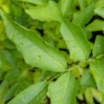 066 Wrightia arborea – Ivory Tree (โมกใหญ่ / Mok Yai) 1 Wrightia arborea-3